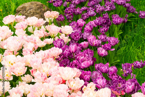 Pink and fiolet tulips on a flower bed