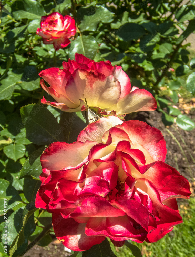 Deep Red and White Petals on a Trio of Roses in Various Stages of Development Deep Red and White Petals on a Trio of Roses in Various Stages of Development
