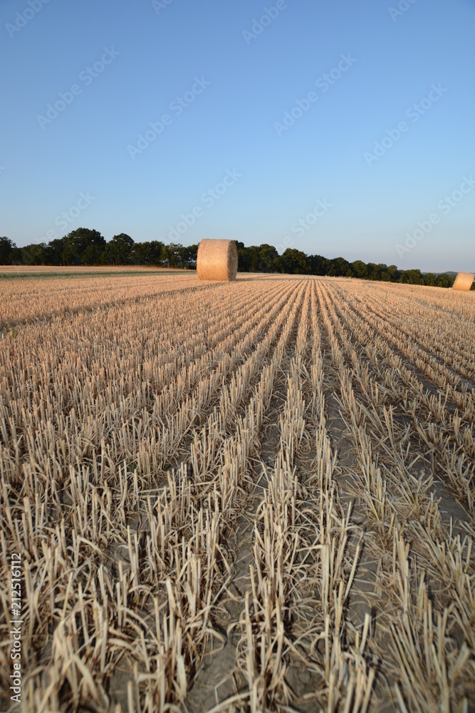 Fototapeta premium Strohballen im Sonnenuntergang, Gerstenfeld Groß Stresow auf Rügen