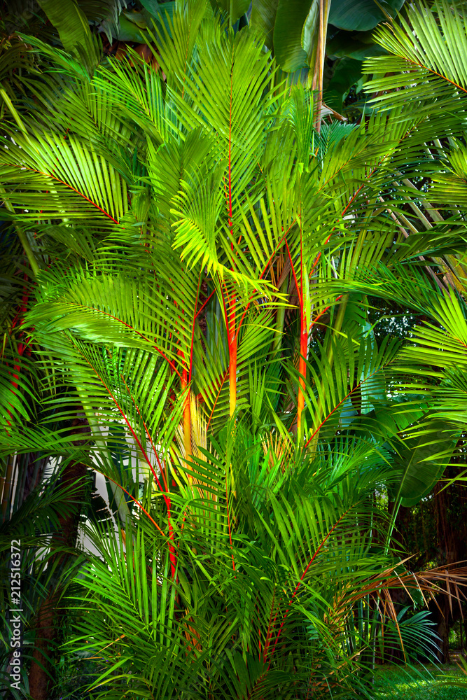Plant leaf Plant leaf