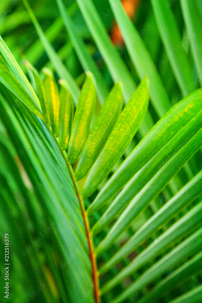 Plant leaf Plant leaf