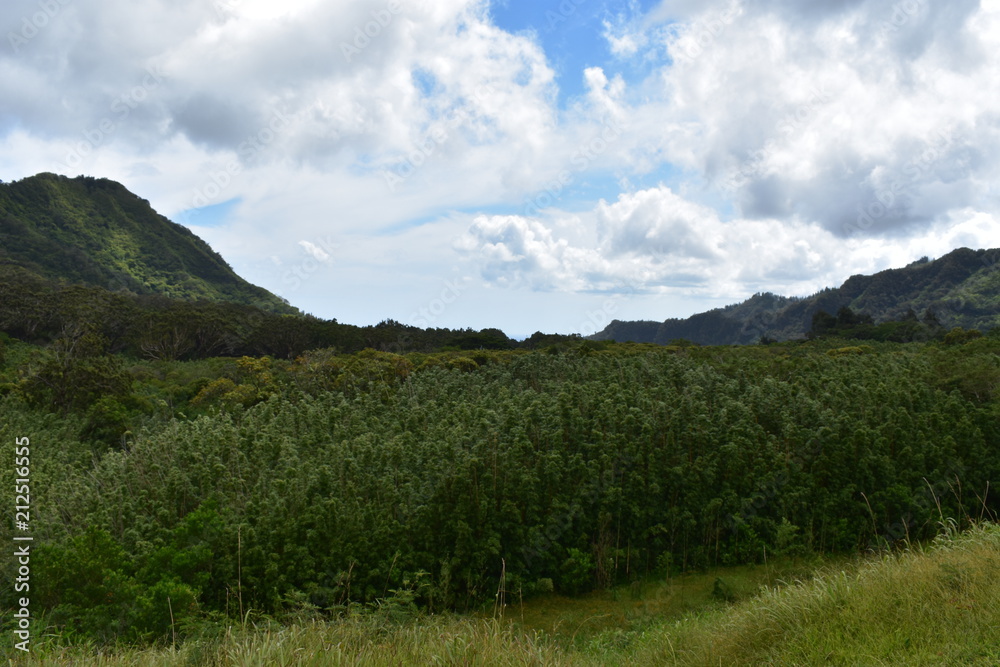 Forest View 