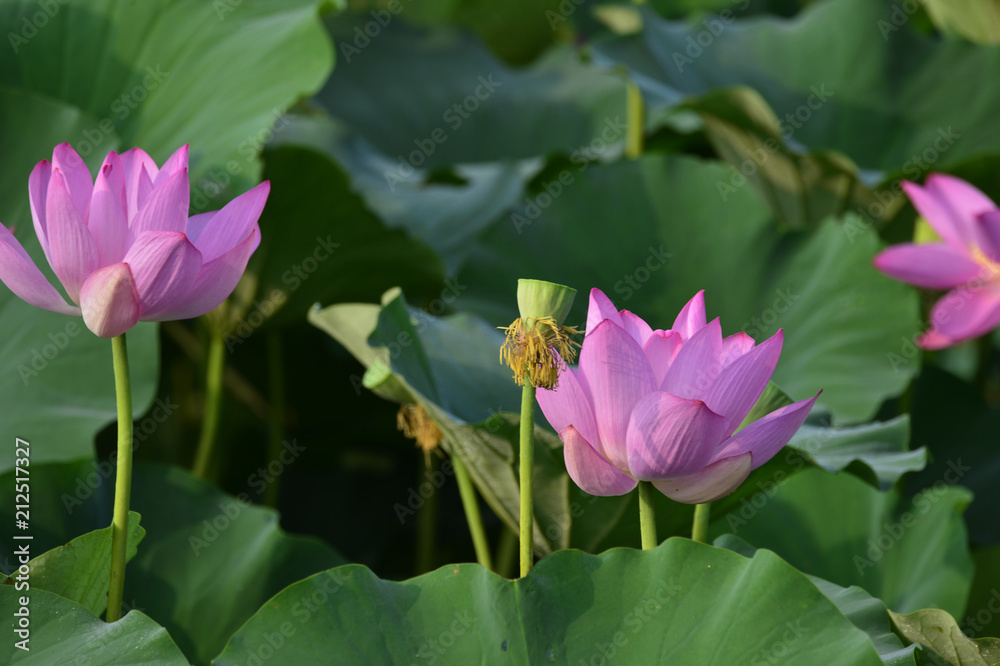 Blooming lotus flowers in the park Blooming lotus flowers in the park