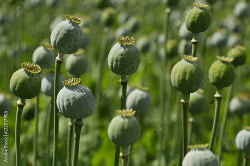 Canvas Print Detail of green opium poppy heads growing in a field, agriculture, harvest, sunn