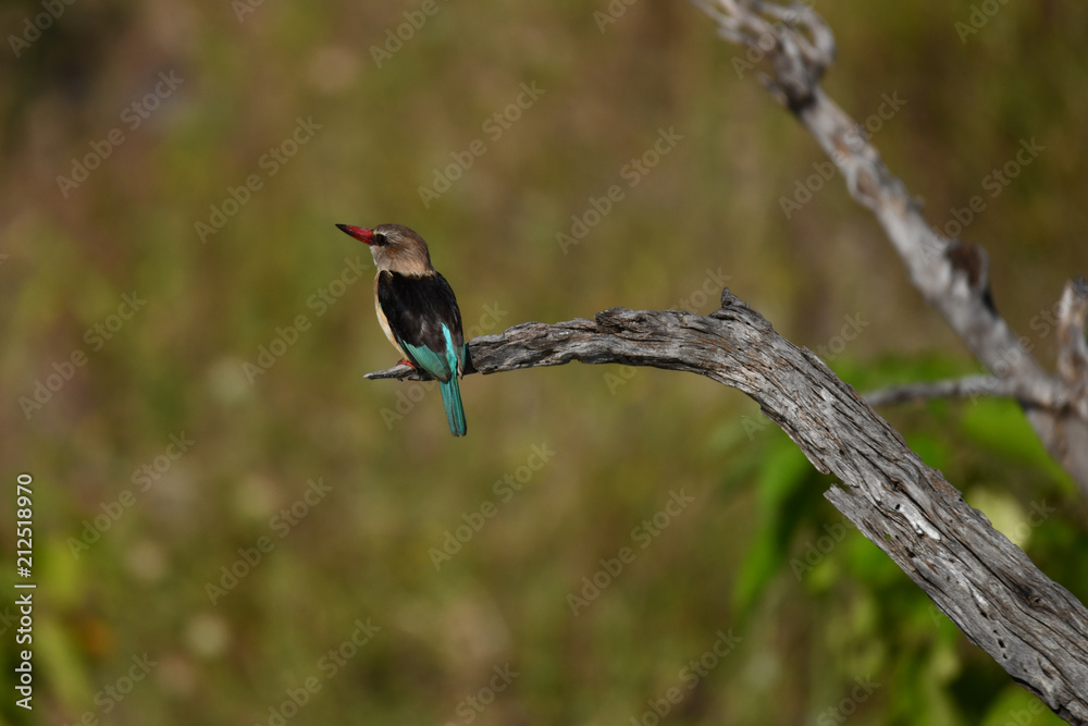 Fototapeta premium Brown hooded kingfisher, Braunkopfliest