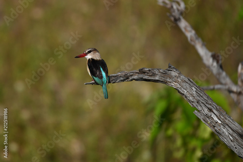 Brown hooded kingfisher, Braunkopfliest
