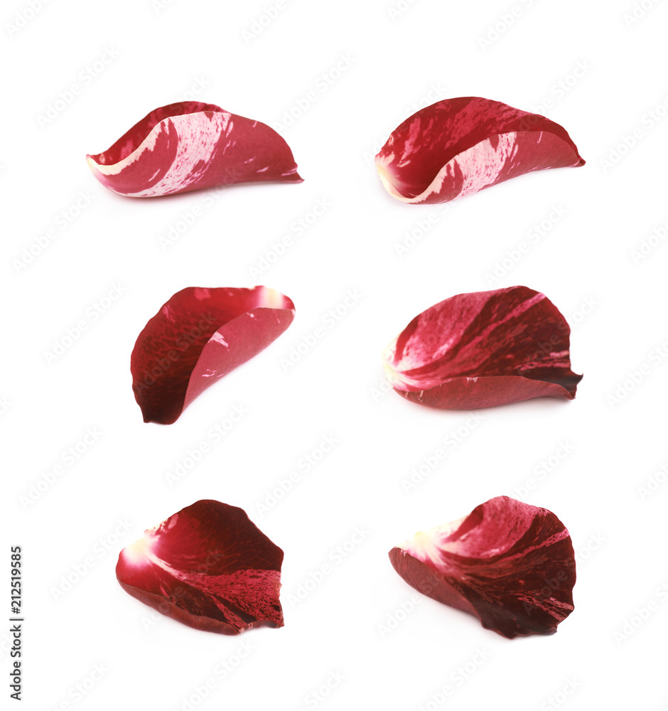 Red rose petal isolated Red rose petal isolated