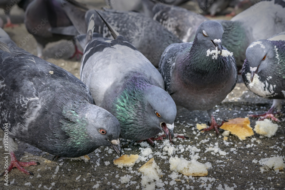 Fototapeta premium Pigeons in the park eating bread crumbs