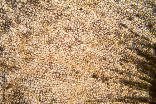Onion root cells at the microscope 
