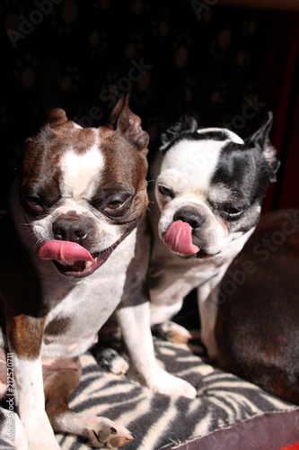2 bostons tongues out kissing