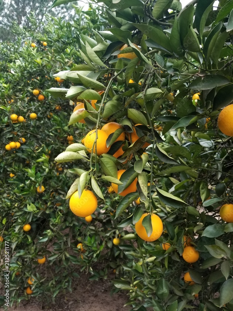 The oranges The oranges