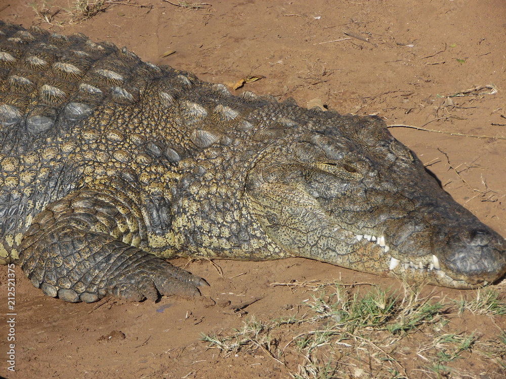 African crocodile African crocodile