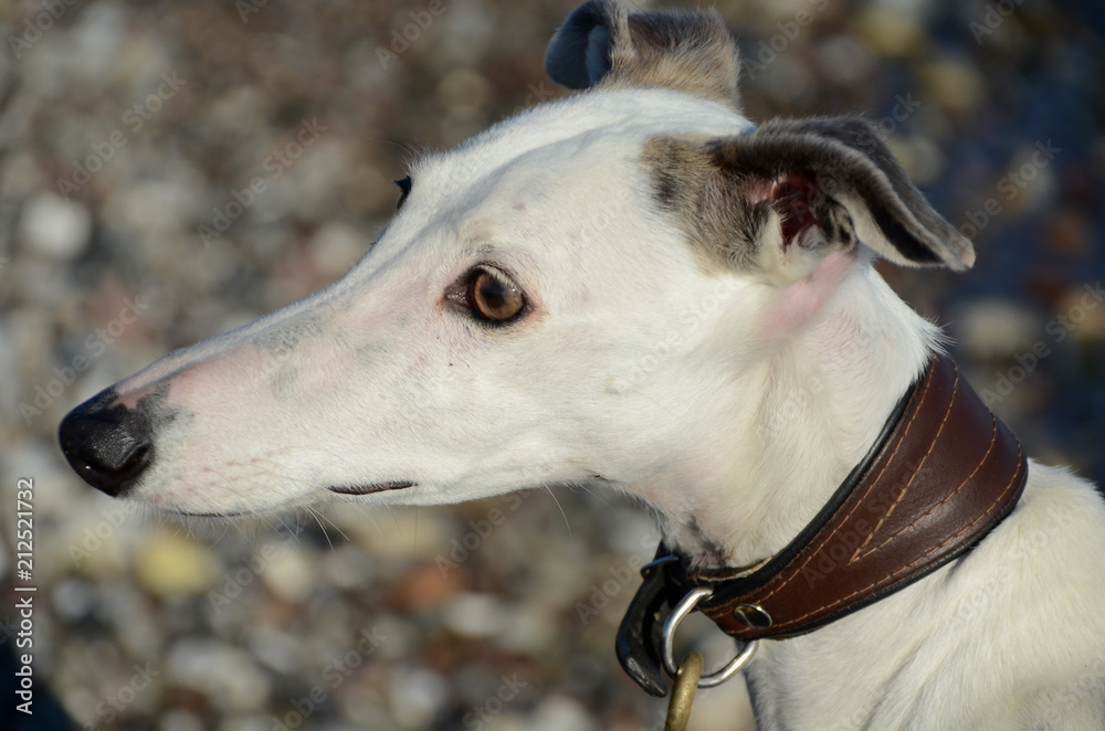 Side view face portrait of a female galgo espanol dog. Stock-bilde | Adobe  Stock