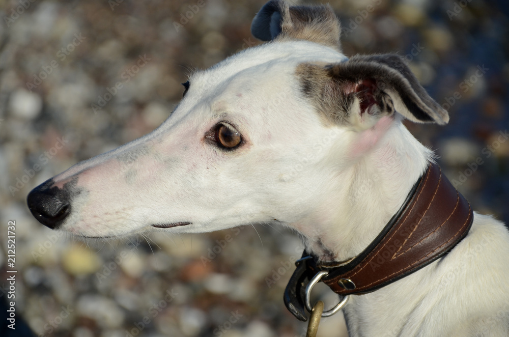 Side view face portrait of a female galgo espanol dog. Side view face portrait of a female galgo espanol dog.