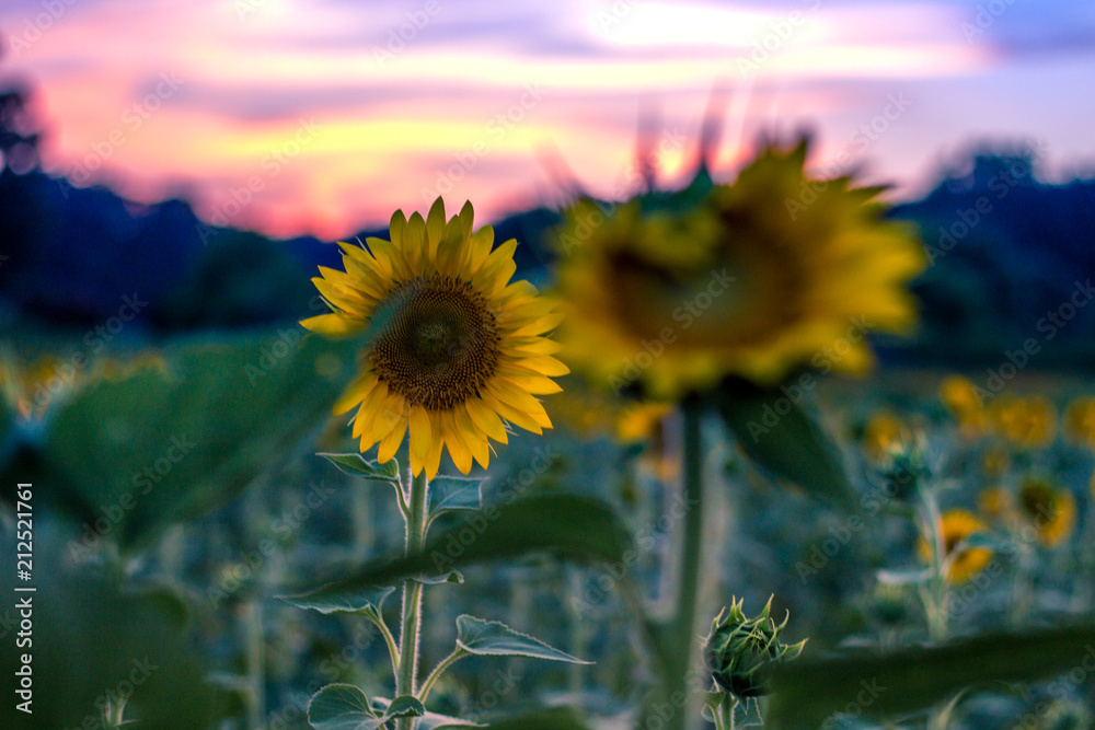 Fototapeta premium Sunset and Sunflowers