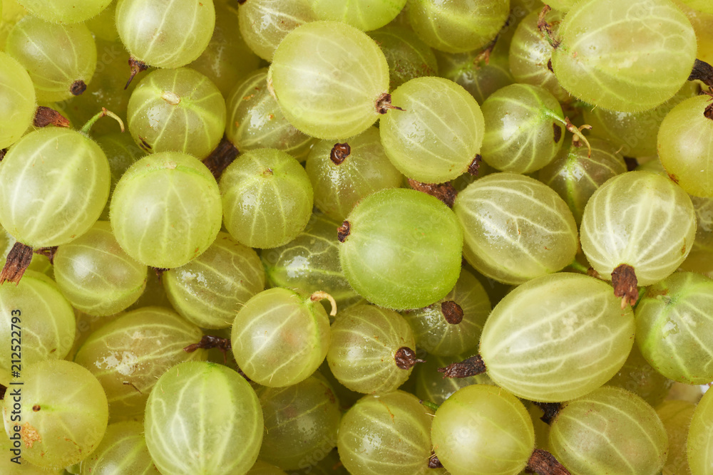 Surface covered with the gooseberries Surface covered with the gooseberries