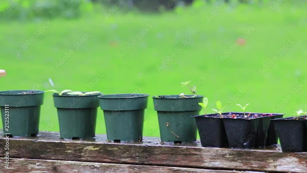 small plants in pots in the rain small plants in pots in the rain