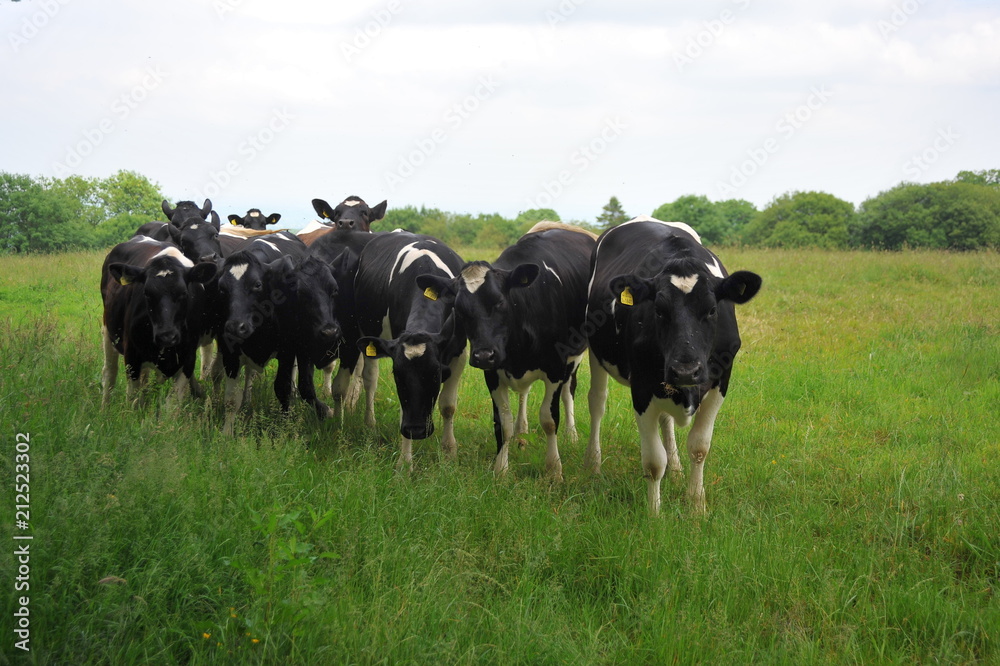 Small herd of curious cows