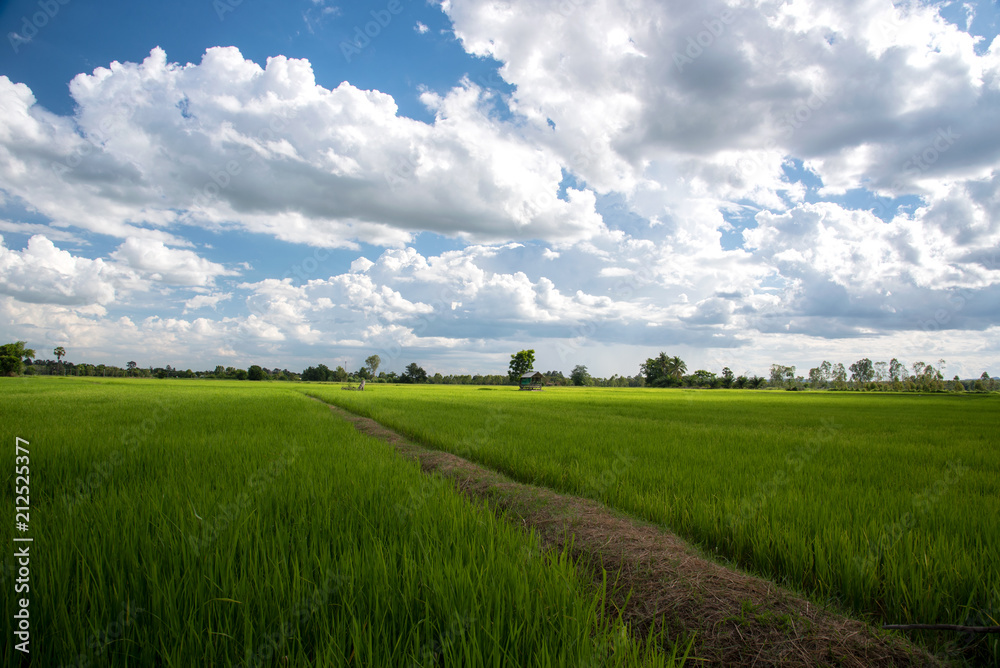 Obraz premium Green Rice Field with Mountains Background under Blue Sky, Chiang Mai, Thailand