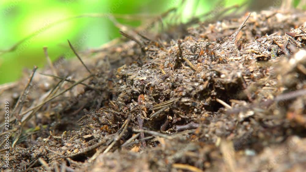 The construction of new big ant hill in the woods. A lot of ants close-up The construction of new big ant hill in the woods. A lot of ants close-up