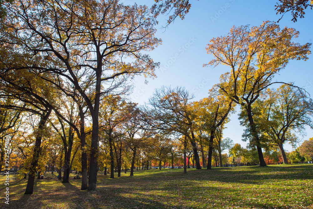 Yellow Fall Park