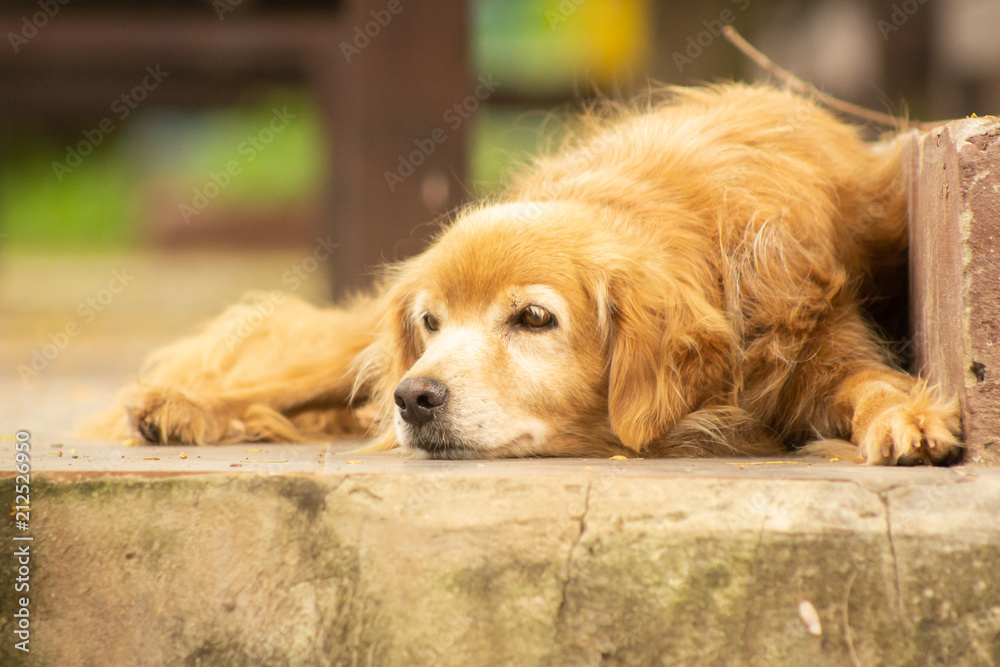 Sleeping dog at floor