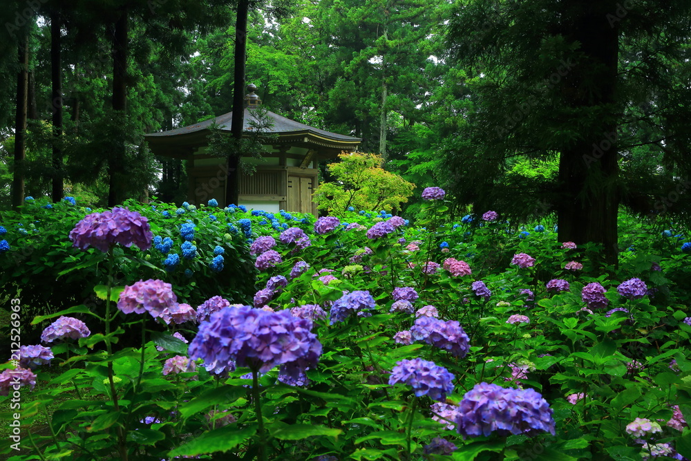 二清院と紫陽花