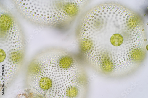 Volvox is a polyphyletic genus of chlorophyte green algae or phytoplankton. photo