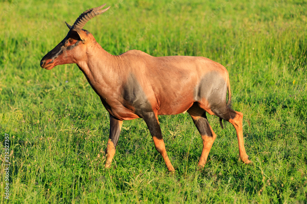 Lions Elephants Cheetah Elephant Eland Sergeneti Zebra Giraffe NgoroNgoro Ndutu Wildebeast Migration Lions Elephants Cheetah Elephant Eland Sergeneti Zebra Giraffe NgoroNgoro Ndutu Wildebeast Migration