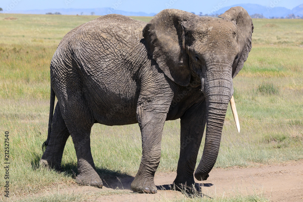 Fototapeta premium Lions Elephants Cheetah Elephant Eland Sergeneti Zebra Giraffe NgoroNgoro Ndutu Wildebeast Migration