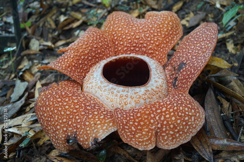giant rafflesia against the background of a tropical rainy forest
