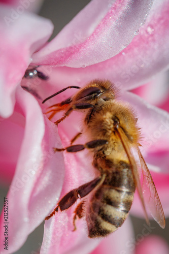 Bee on a pink flower collecting pollen and gathering nectar to produce honey in the hive