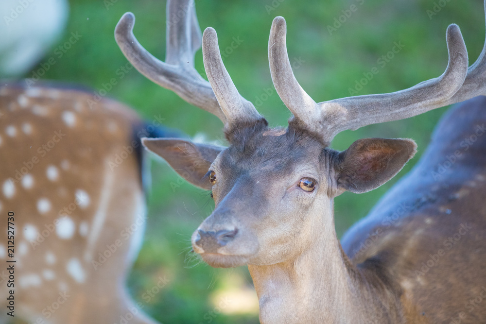 Beautiful deers in the summer Beautiful deers in the summer