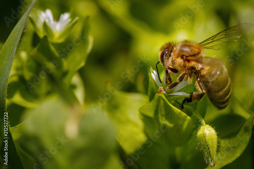 Bee on a white flower collecting pollen and gathering nectar to produce honey in the hive