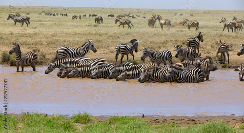 Lions Elephants Cheetah Elephant Eland Sergeneti Zebra Giraffe NgoroNgoro Ndutu Wildebeast Migration photo