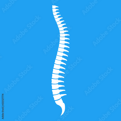 Spine illustration. Vector.