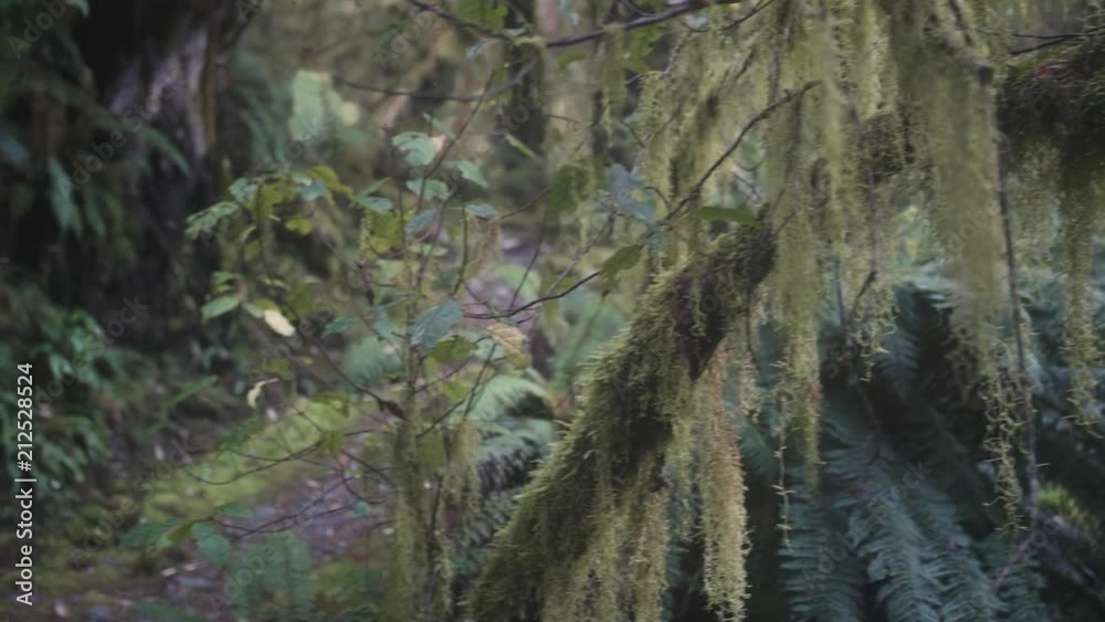 Moss on rain forest tree