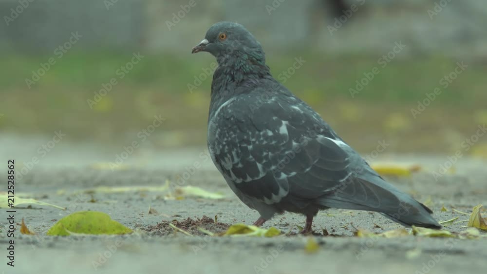 The wild pigeon has settled down on the area and eats the found food The wild pigeon has settled down on the area and eats the found food