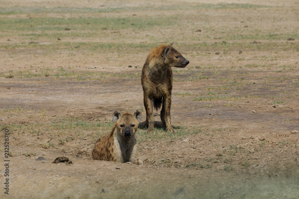 Lions Elephants Cheetah Elephant Eland Sergeneti Zebra Giraffe NgoroNgoro Ndutu Wildebeast Migration Lions Elephants Cheetah Elephant Eland Sergeneti Zebra Giraffe NgoroNgoro Ndutu Wildebeast Migration