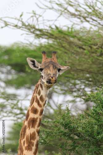 Lions Elephants Cheetah Elephant Eland Sergeneti Zebra Giraffe NgoroNgoro Ndutu Wildebeast Migration