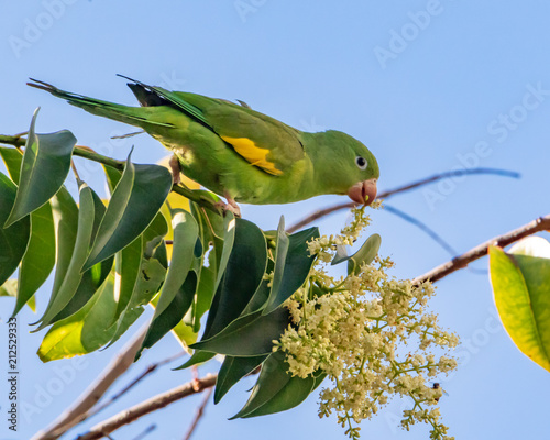 Yellow-chevroned Parakeet feeding on Little Flowers (