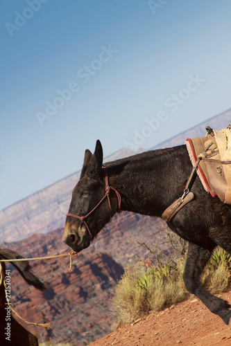 Mule Climbing Up The Grand Canyon