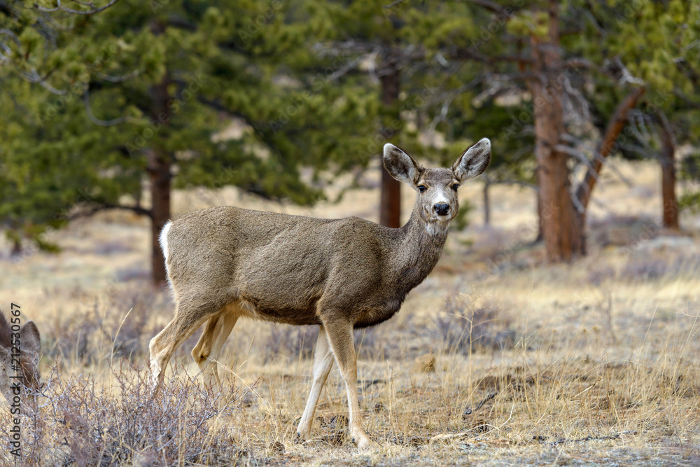 Mule Deer - A mule deer standing alerted in a pine forest. Early Spring in Rocky Mountain National Park, Colorado, USA. Mule Deer - A mule deer standing alerted in a pine forest. Early Spring in Rocky Mountain National Park, Colorado, USA.