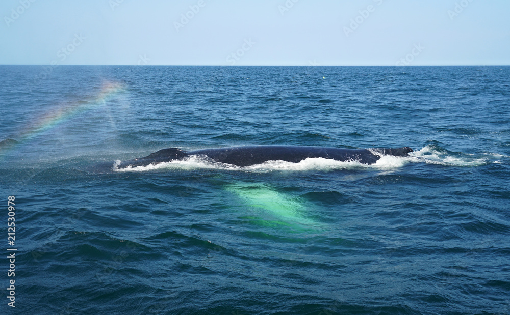 close up on the whale in the ocean close up on the whale in the ocean
