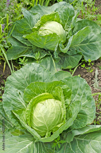 Usual cabbage beds in the garden. Russia. Siberia.