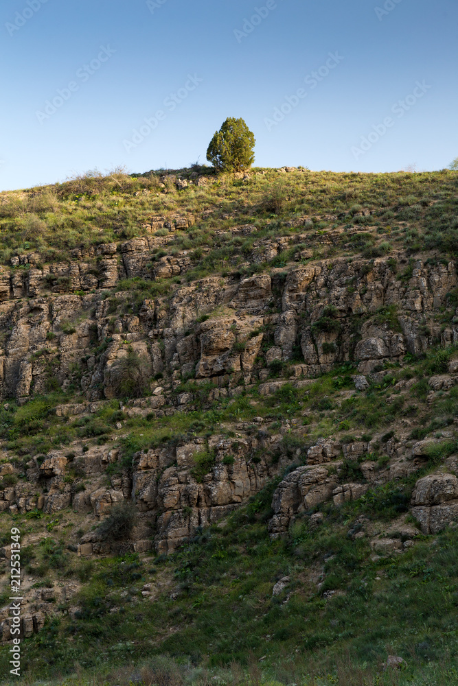 Obraz premium Juniperus excelsa in Tandooreh National Park, Khorasan, Iran