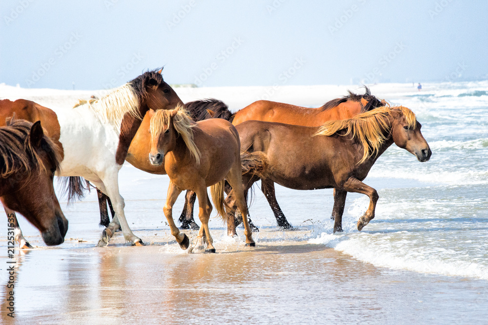 Obraz premium Wild Horses At Play