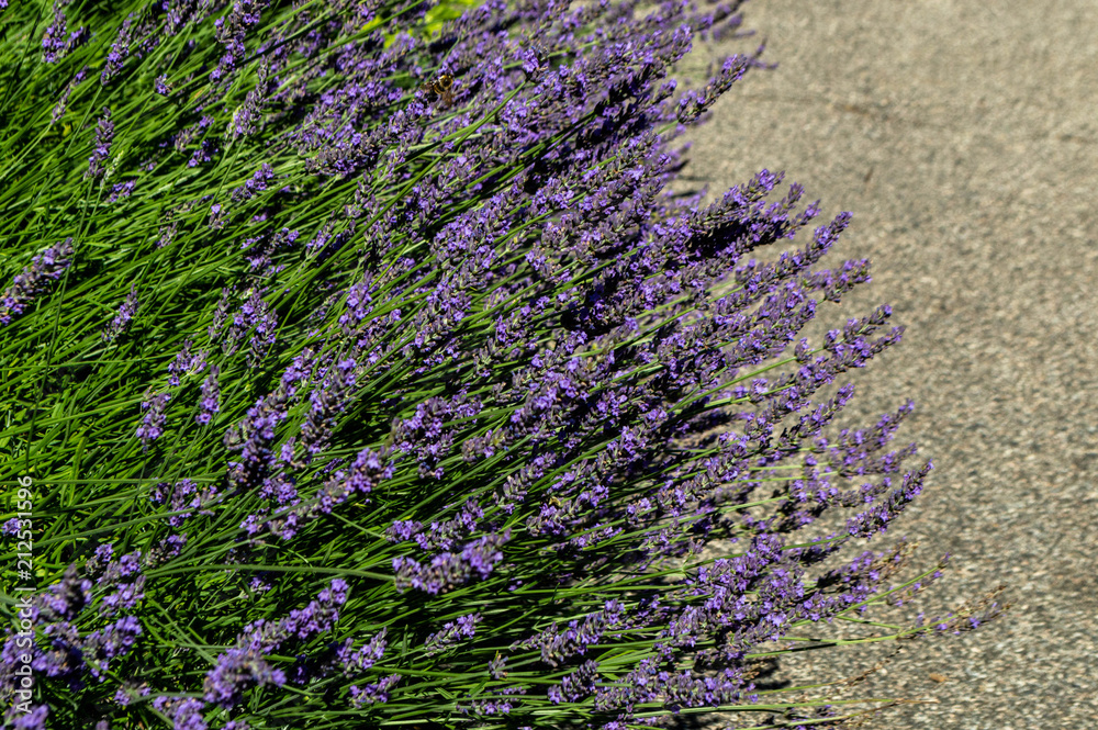 Obraz premium Lavender
