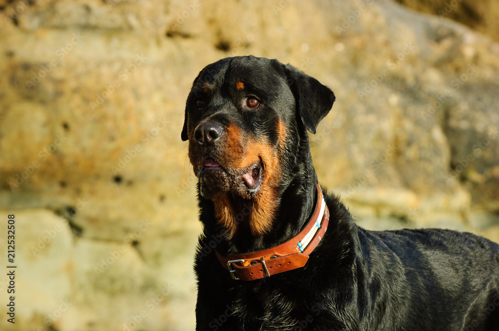 Rottweiler dog outdoor portrait by rocks