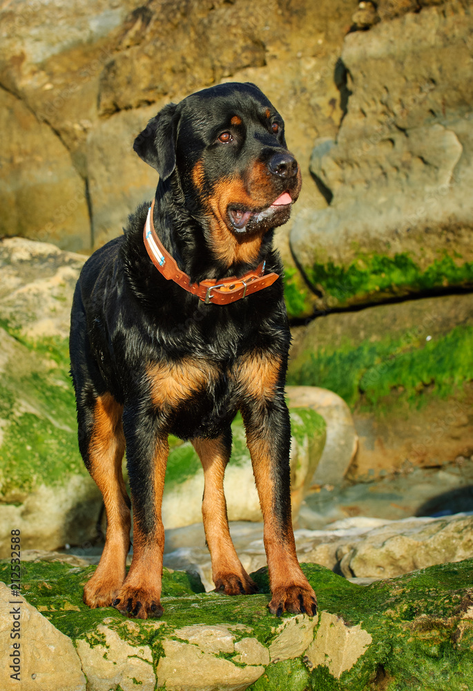 Rottweiler dog outdoor portrait standing on rocks with moss Rottweiler dog outdoor portrait standing on rocks with moss